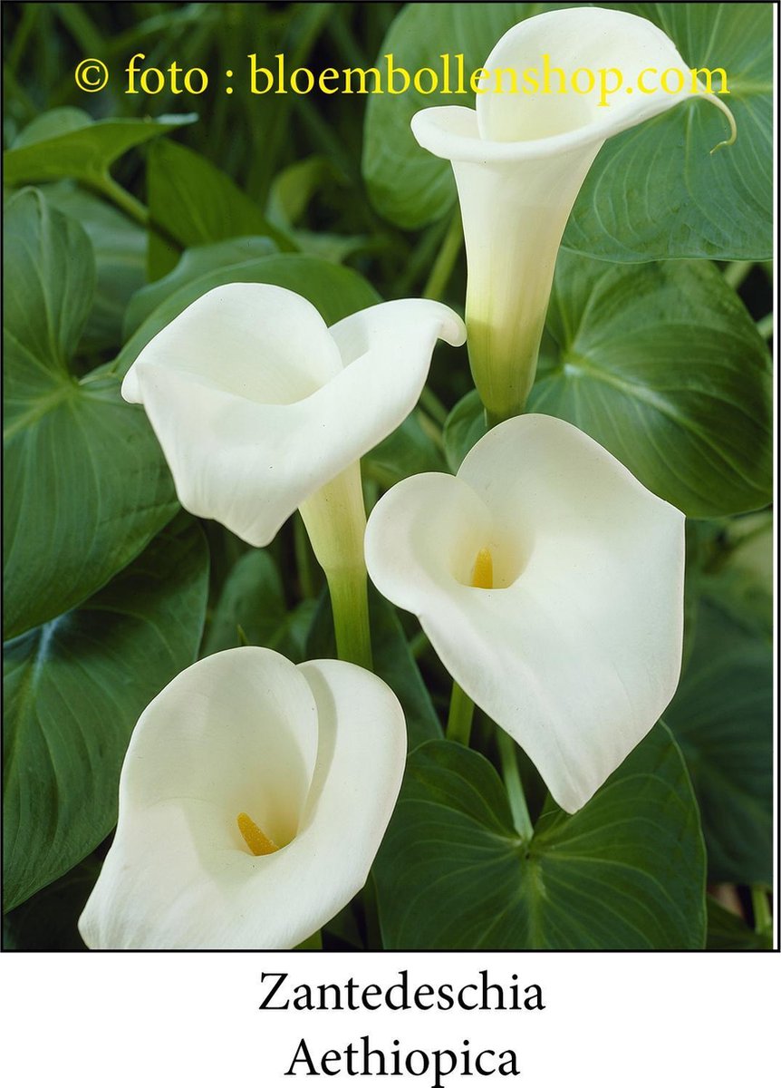 Zantedeschia Aethiopica 2 bollen