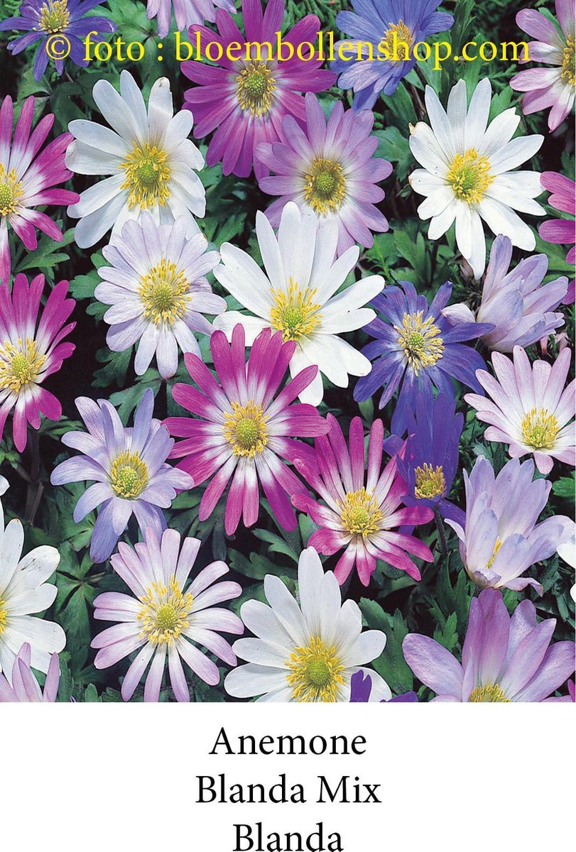 anemone Blanda Mix 50 bollen maat 6/+ bloembollen