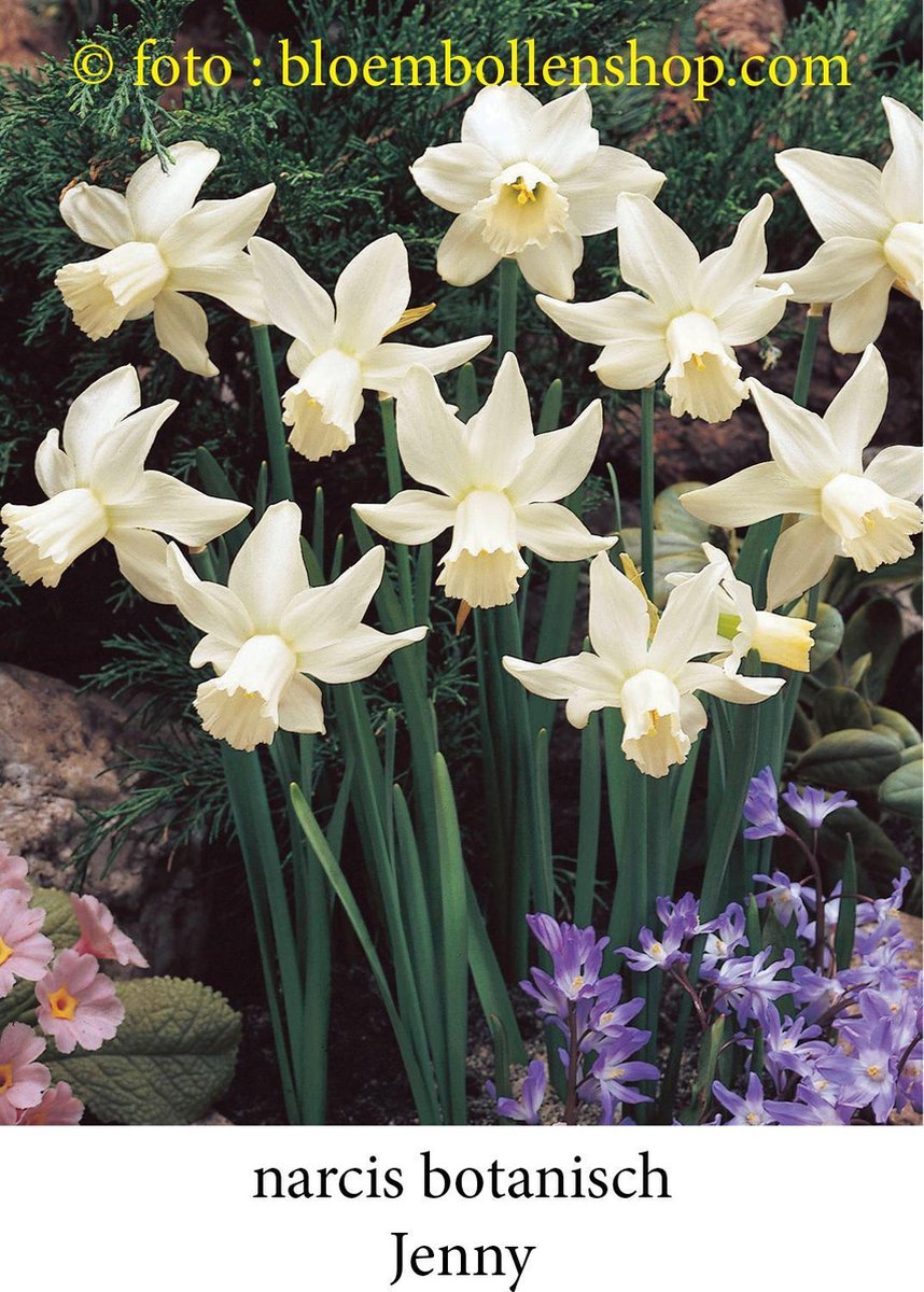 narcis Jenny 20 bollen maat 10/12 botanische narcis