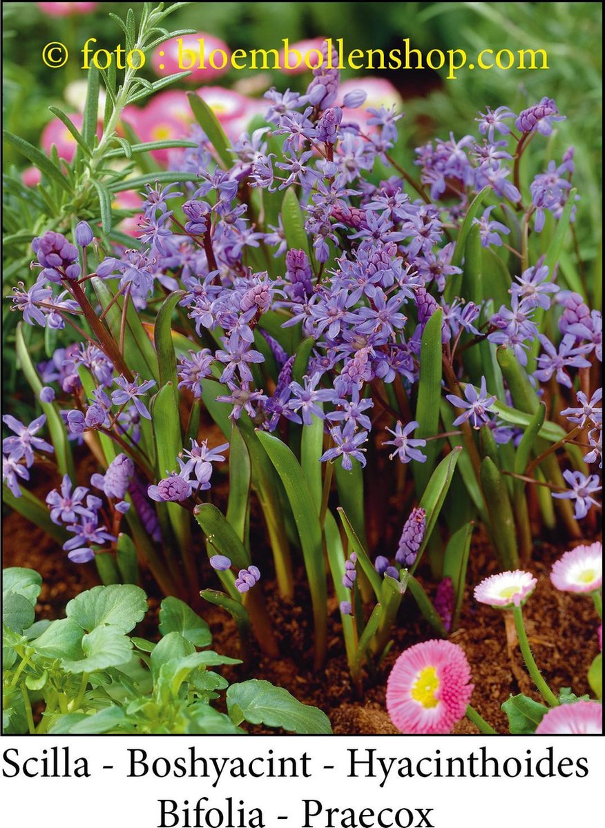 scilla Bifolia - Praecox 50 bollen maat 5/+