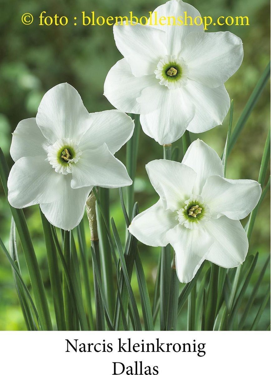 narcis Dallas 5 bollen maat 12/+ kleinkronige narcis
