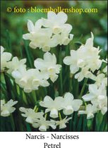 narcis Petrel 20 bollen maat 12/14 botanische narcis