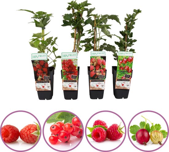 Rood fruit planten mix - set van 4 fruitplanten: roze bosbes, rode aalbes, zomer framboos, rode kruisbes - hoogte 50-60cm