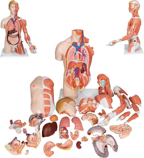 Le corps humain - modèle d'anatomie torse avec organes deluxe