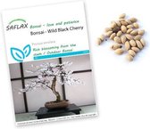 Prunus serrulata zaden - Japanse sierkers