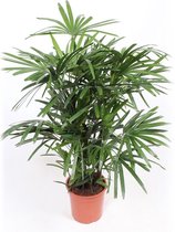 Rhapis Excelsa