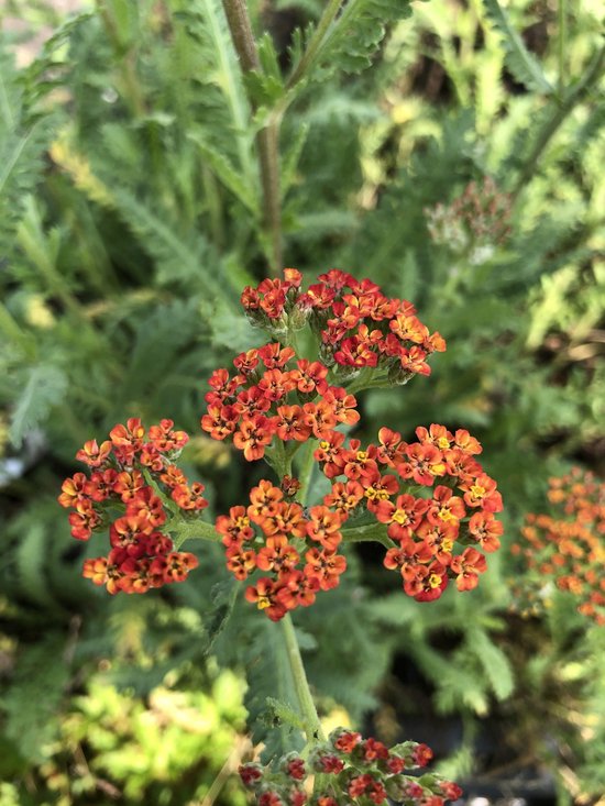 6 x Achillea 'Walther Funcke' - Duizendblad - P9 Pot (9 x 9cm) - Dima Vaste Planten