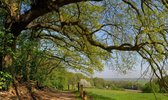 Fotobehang glooiend weide landschap bij Nijmegen 450 x 260 cm - € 295,--