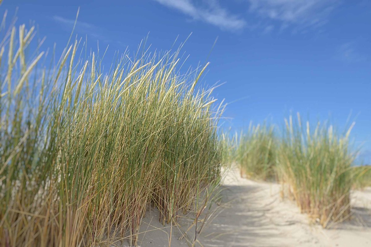 Fotobehang helmgras in de duinen van Ameland 450 x 260 cm