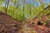Fotobehang Beukenbos met bosbeek 450 x 260 cm