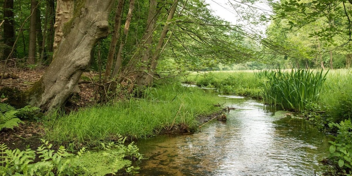 Fotobehang bosbeek 450 x 260 cm - € 295,--