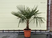 Winterharde palmboom, Trachycarpus Fortunei 130/150cm