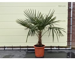 Winterharde palmboom, Trachycarpus Fortunei 130/150cm