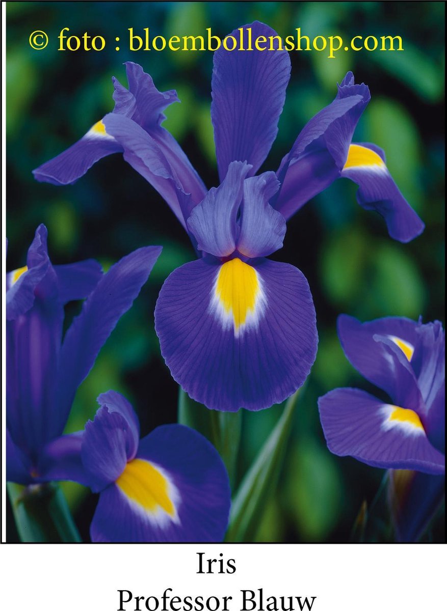 iris Professor Blauw 50 bollen maat 7/+
