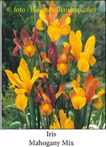 iris Mahogany Mix 50 bollen maat 7/+