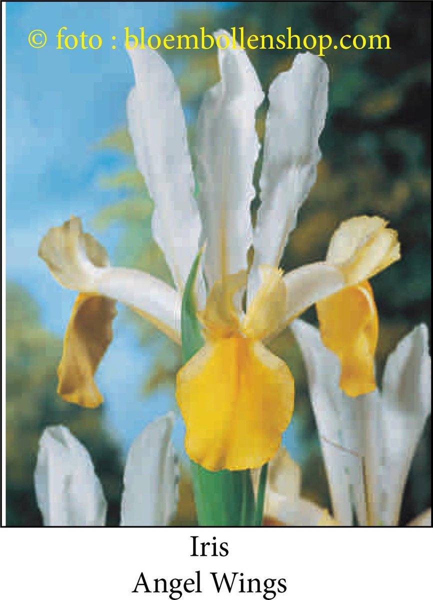 iris Angel Wings 50 bollen maat 7/+