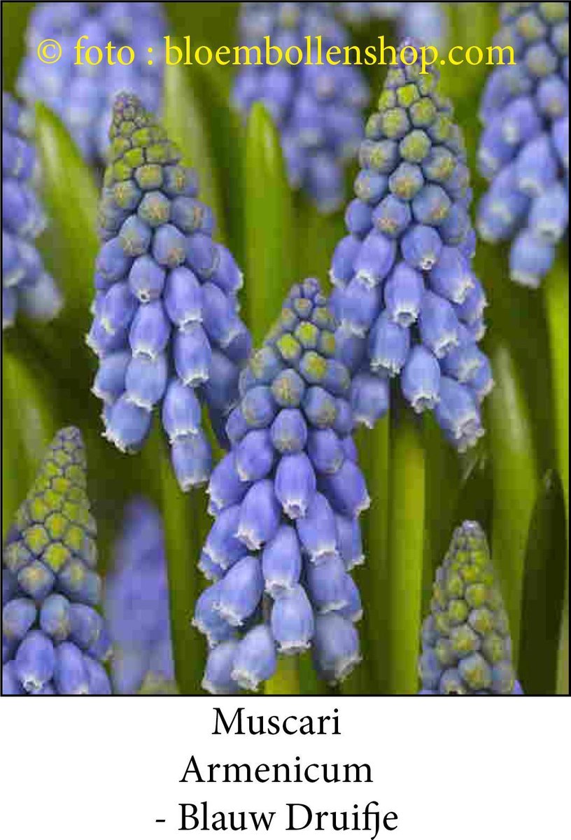 muscari Armenicum 75 bollen maat 8/+