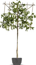 Leimagnolia | Magnolia Kobus | Stamomtrek: 6-8 cm | Stamhoogte: 150 cm | Rek: 120 cm