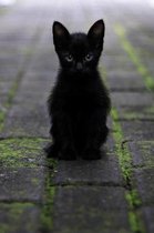 Black Kitten in the Alley Journal: 150 Page Lined Notebook/Diary