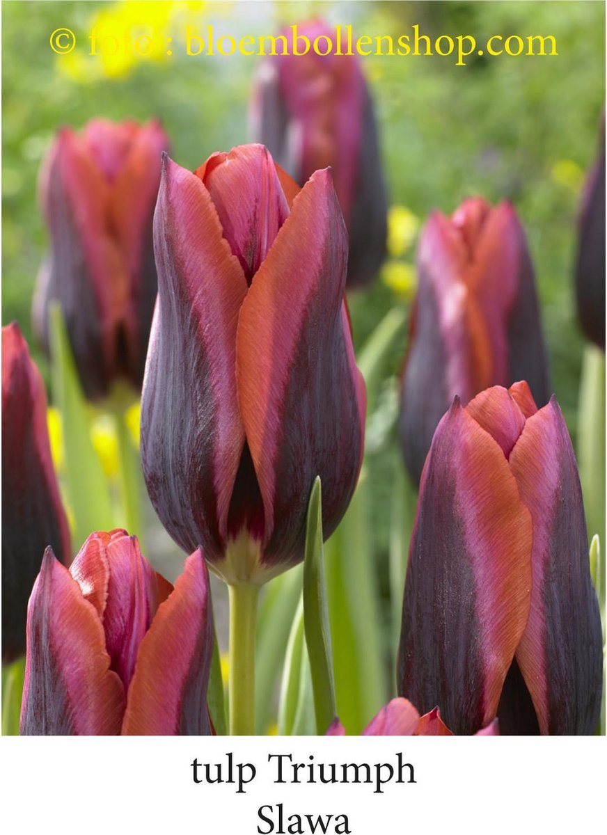 tulp Slawa 25 bollen maat 12/+ tulpen - bloembollen
