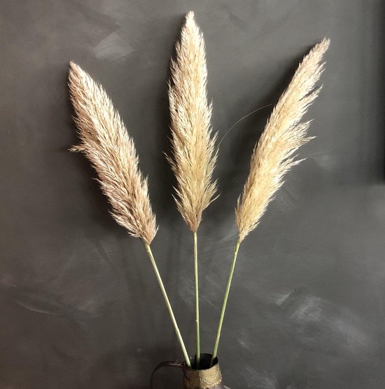 Pampas pluimen vers Pampas gras naturel Pampasgras 3 stuks 100 cm