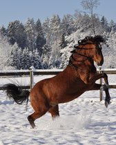 Diamond Painting Steigerend paard in sneeuw 40x50 (Volledige bedekking - Vierkante steentjes)