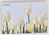 Aimant de réfrigérateur photo tulipes blanches Holland