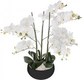 ORCHIDEE plant  - PRACHTIGE Orcidee bloem - WIT - ZWARTE KERAMISCHE POT - HOOGTE 65 CM - XL Model