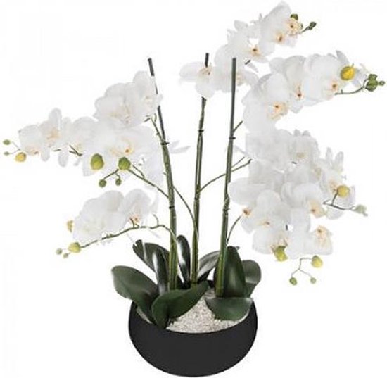 ORCHIDÉE - BELLE fleur d'Orcidee - BLANCHE - POT EN CÉRAMIQUE NOIRE - HAUTEUR 65 CM - Modèle XL