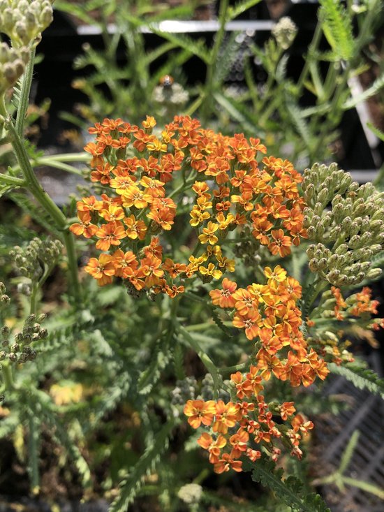6 x Achillea 'Terracotta' - Duizendblad - P9 Pot (9 x 9cm) - Dima Vaste Planten