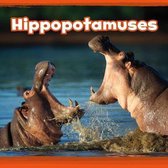 Hippopotamuses