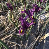 Bloembol Iris reticulata 'J S Dyt' -  60 bollen - maat 6+ - cadeau