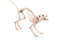 Smiffys - Cat Skeleton Prop Halloween Decoratie - Wit