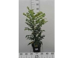 Japonica (bealei) - Mahoniestruik, Hulstberberis 30-50 cm in pot