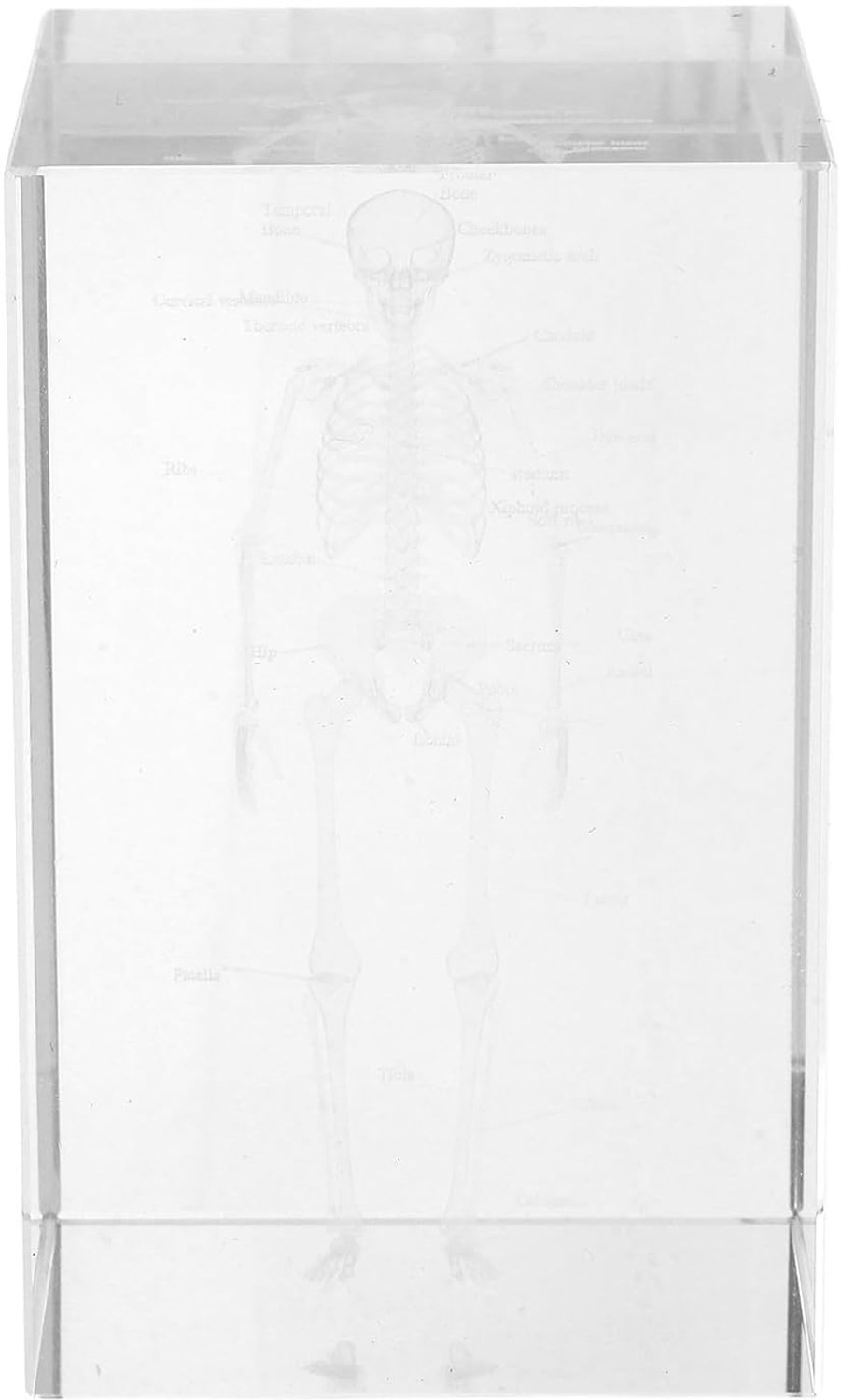 Anatomisch Menselijk Skelet Model met Gedetailleerde Gravure Hoogtransparante Glazen als Educatief Medisch Hulpmiddel voor Studenten Wetenschap