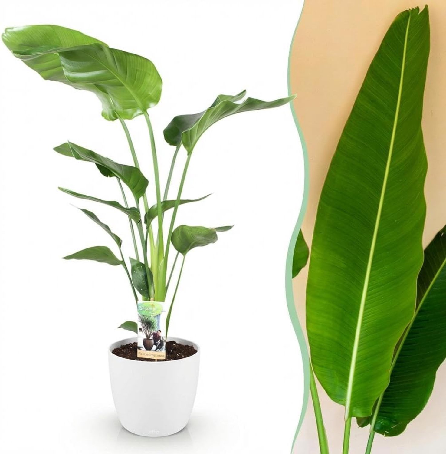 Nicolai - Paradijsvogelbloem - Weinig onderhoud - Groen - met Potter Wit - 110-120cm - Ø21cm - Kamerplant - Arrangement - Plant met pot