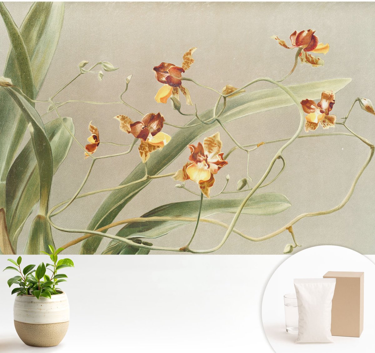 Wallfluent Fotobehang - Grijs Vliesbehang - 104x70 cm - Klassieke Orchideeën Fotobehang Vlies - Hal behang Bloemen En Planten - Muurschildering - Hal behang