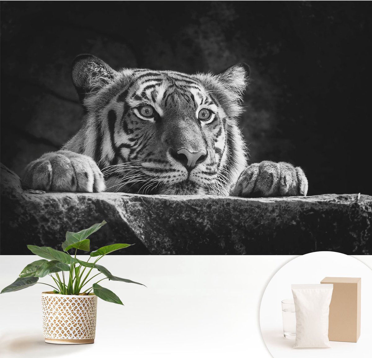 Wallfluent Fotobehang - Zwart-Wit Vliesbehang - 152x104 cm - Roofzuchtige Blik Fotobehang Vlies - Hal behang Dieren - Muurschildering - Woonkamer behang