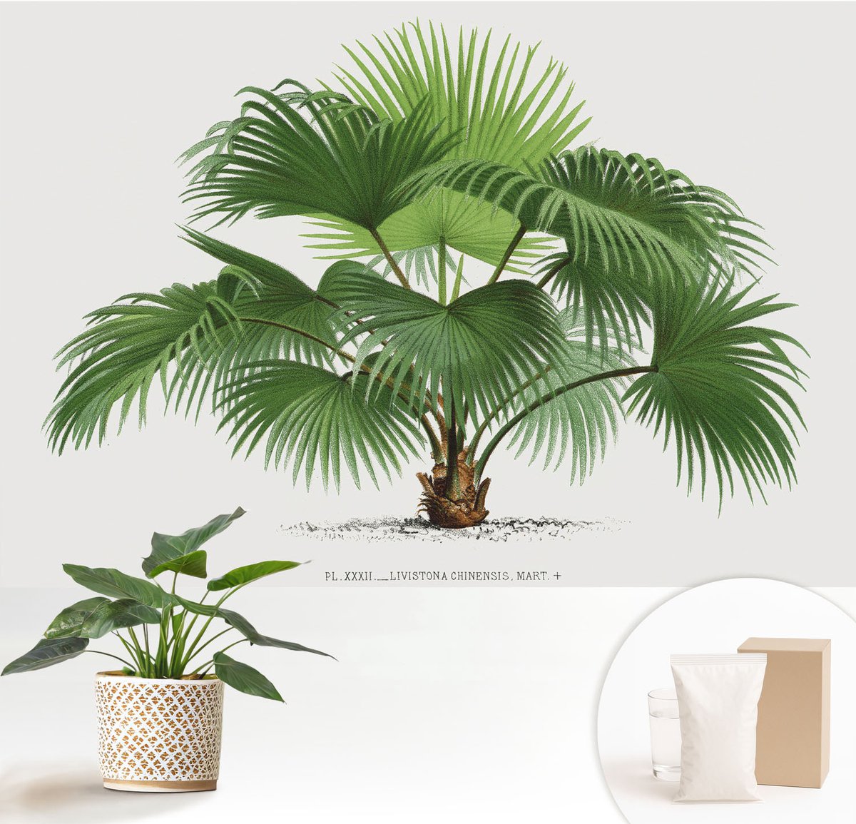 Wallfluent Fotobehang - Groente Vliesbehang - 152x104 cm - Exotische Palmboom Fotobehang Vlies - Hal behang Bloemen En Planten - Muurschildering - Woonkamer behang