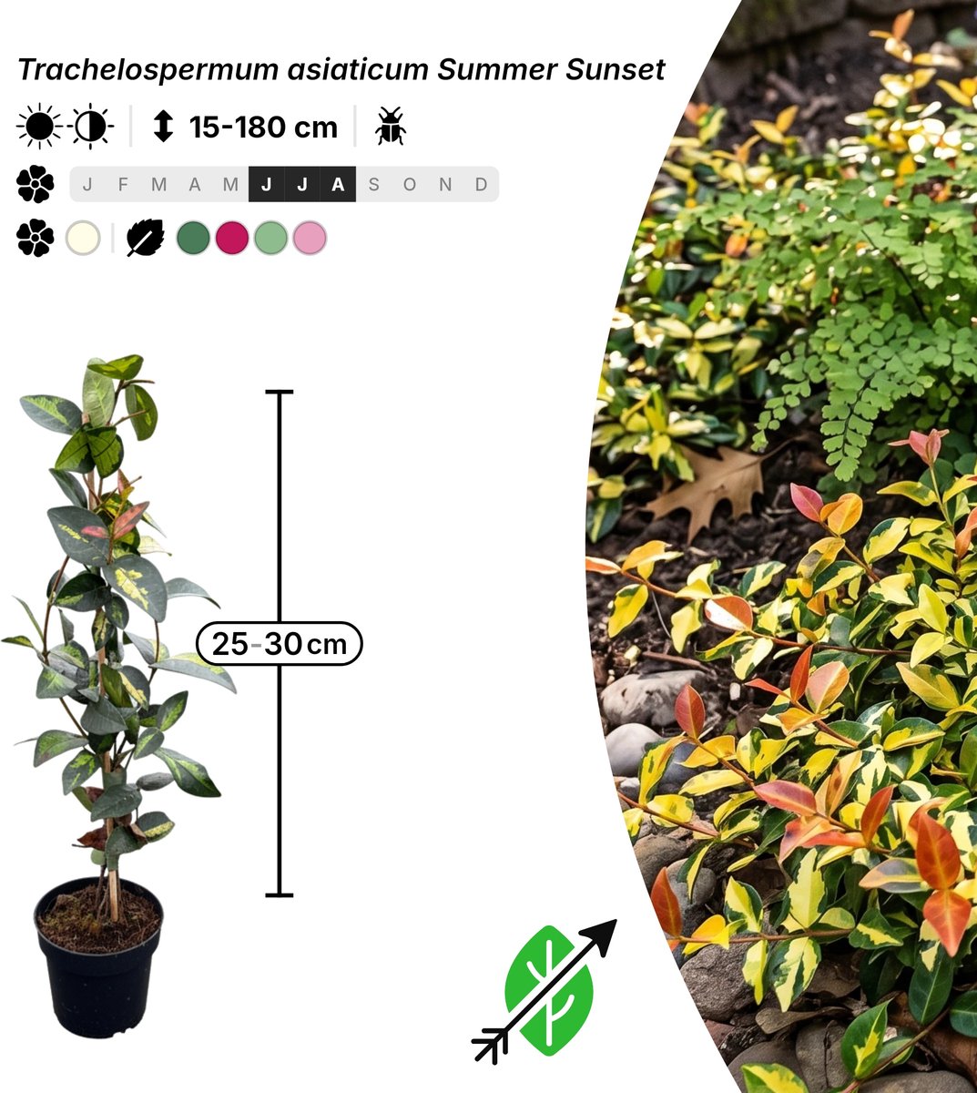 Singleplants - 20x Trachelospermum asiaticum 'Torafu' - Pot P9,5 - klimplant - winterhard tot -15°C