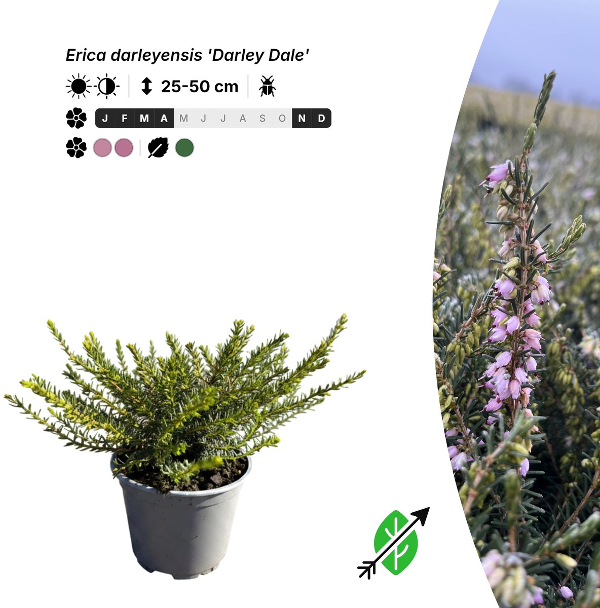 Singleplants - 20x Erica darleyensis 'Darley Dale' - Pot P10,5 - bodembedekker - winterhard tot -20°C