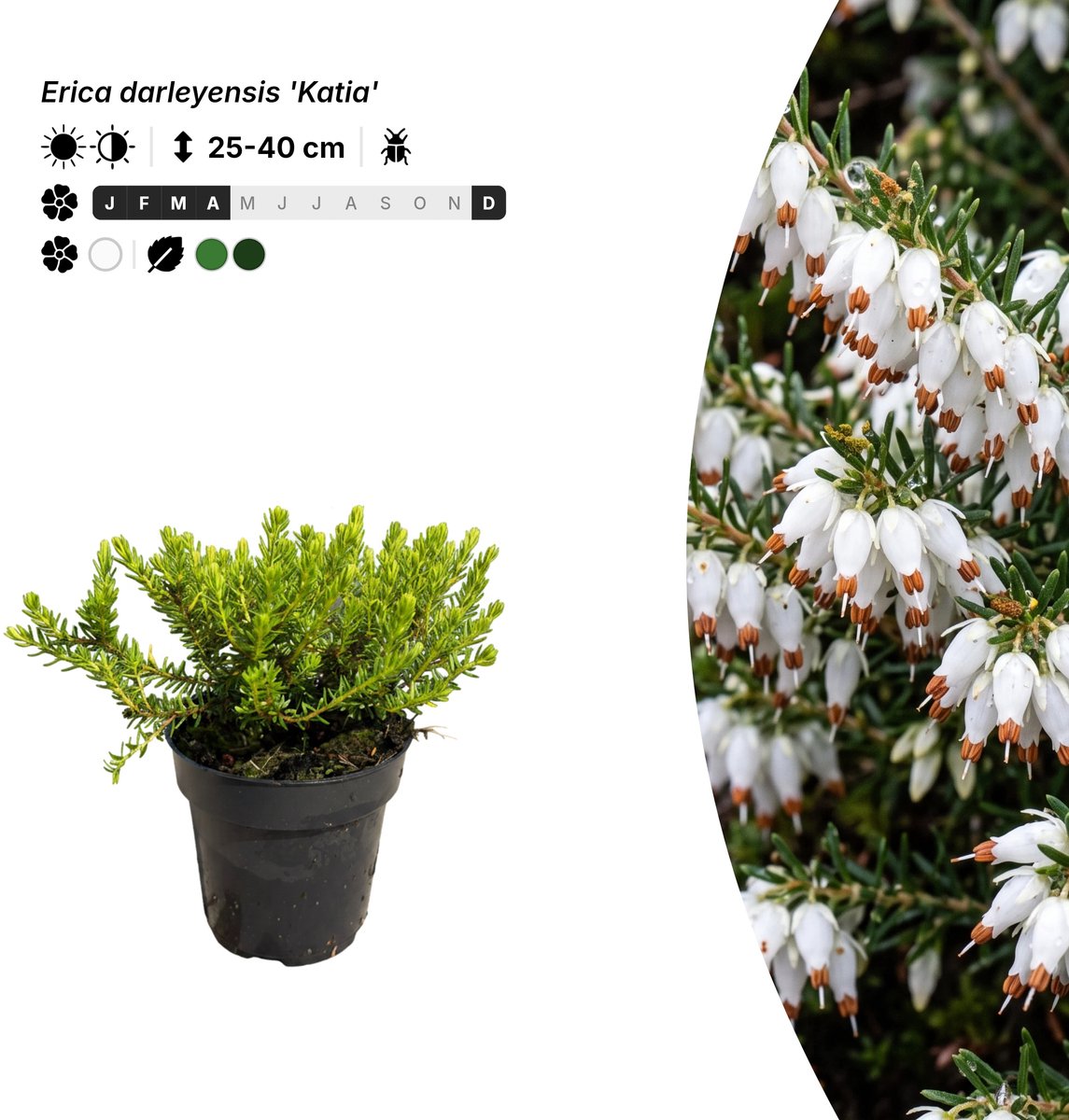 Singleplants - 20x Erica darleyensis 'Katia' - Pot P9,5 - bodembedekker - winterhard tot -20°C