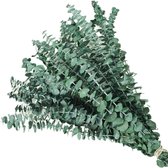 Geconserveerde takken - 10 natuurlijke eucalyptus takken - gedroogde bladeren - geschikt voor doucheruimtes en vaasarrangementen - groen - 42 cm lang.