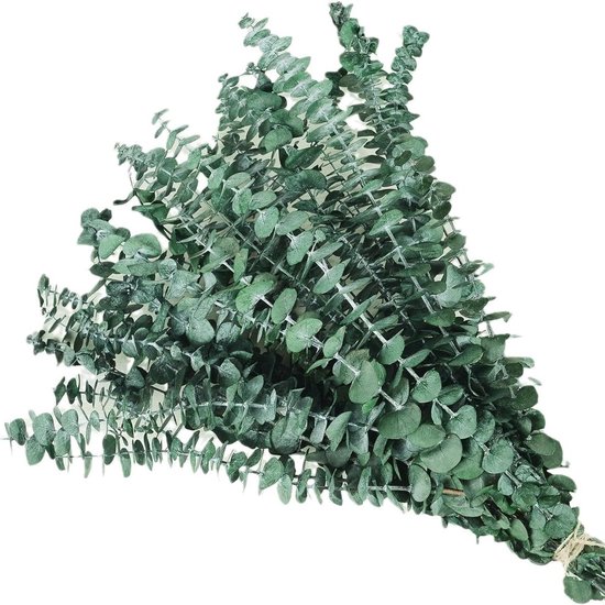 Een bos groene eucalyptus takken met ronde bladeren, samengebonden met touw.