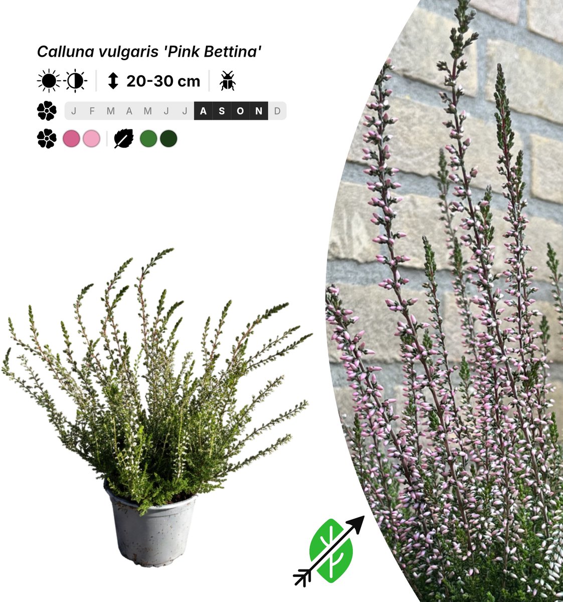 Singleplants - 10x Calluna vulgaris 'Pink Bettina' - Pot P10,5 - bodembedekker - in bloeiperiode