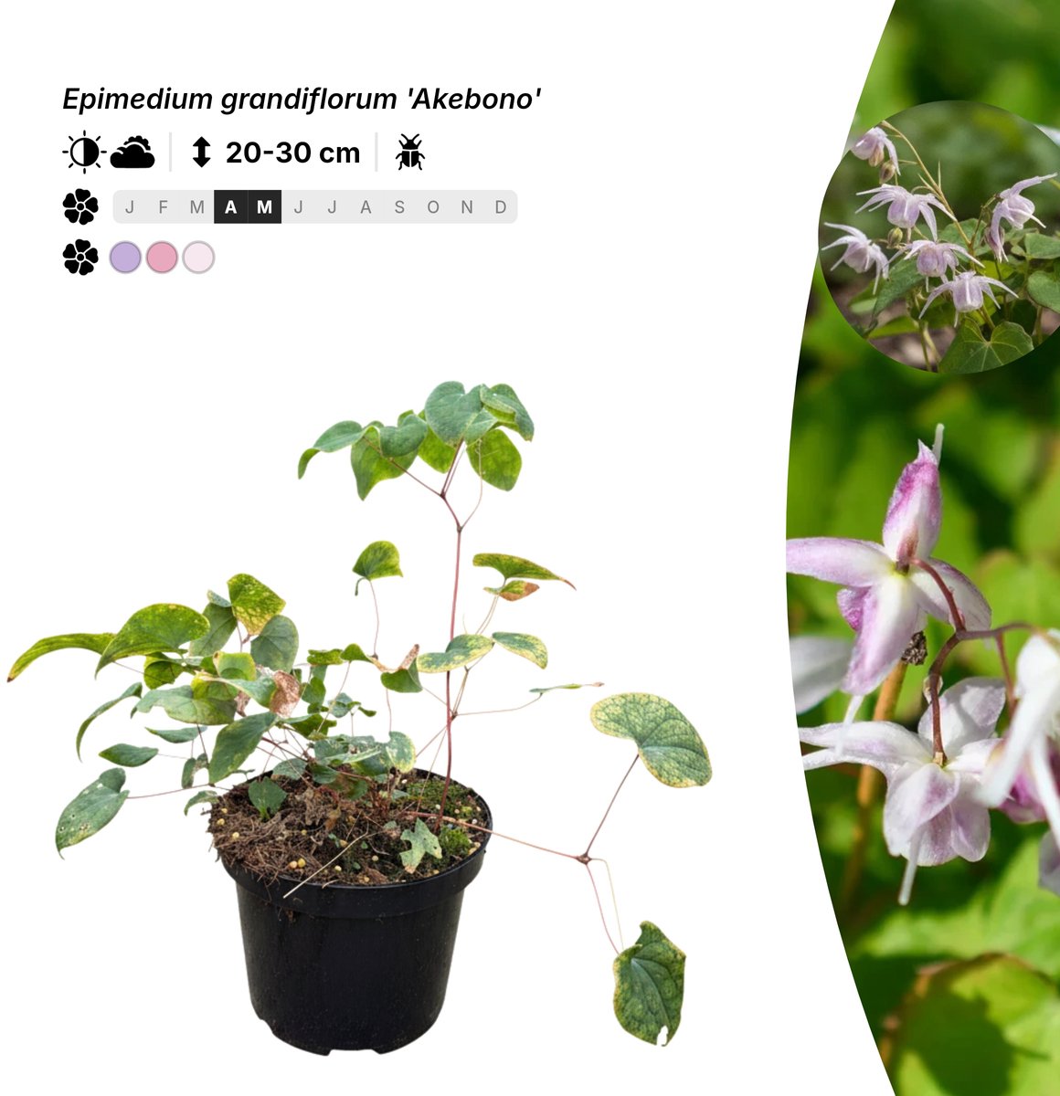 Singleplants - 6x Epimedium grandiflorum 'Akebono' - Pot C1.5 - bodembedekker - winterhard tot -30°C