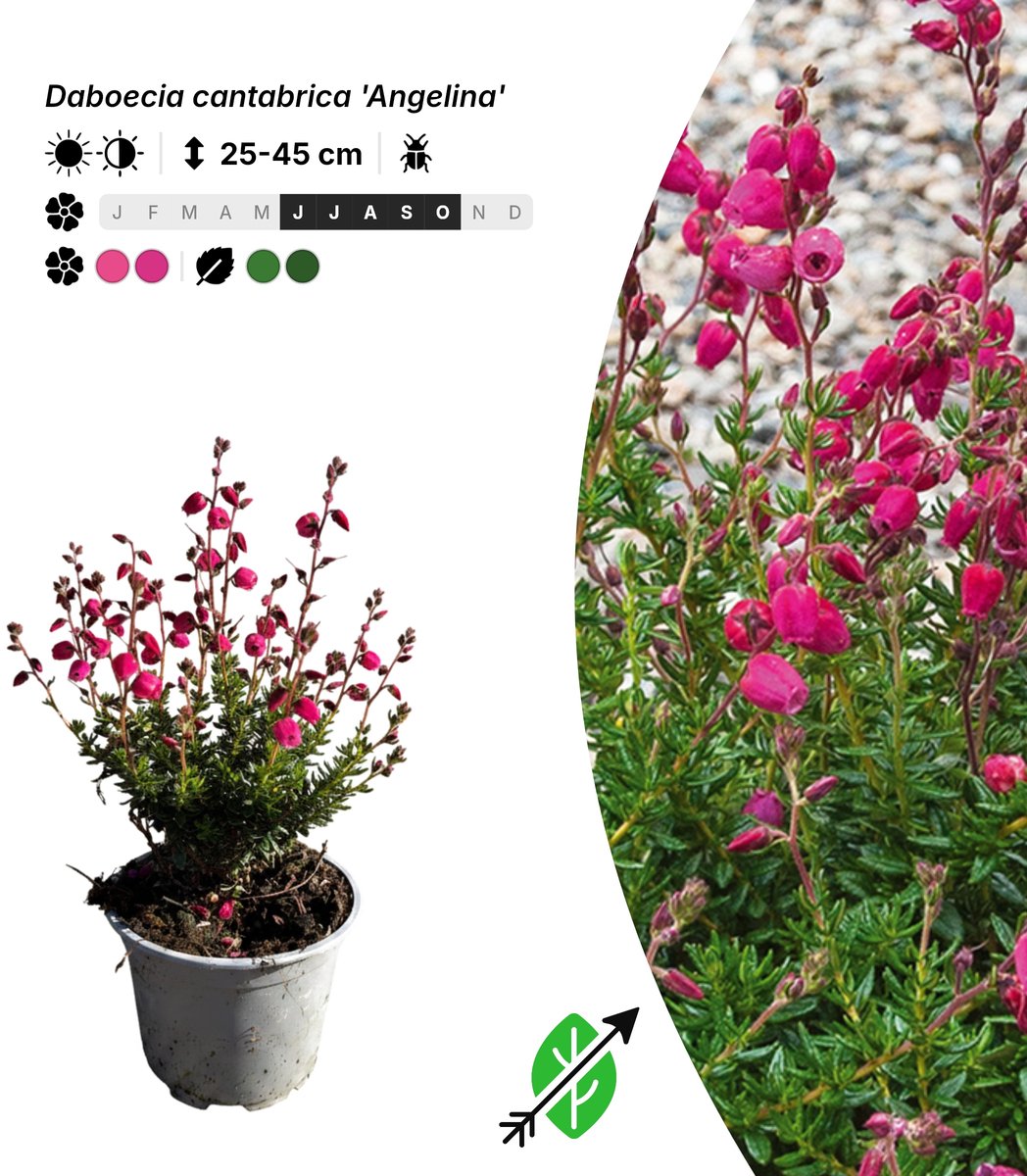 Singleplants - 10x Daboecia cantabrica 'Angelina' - Pot P10,5 - bodembedekker - in bloeiperiode