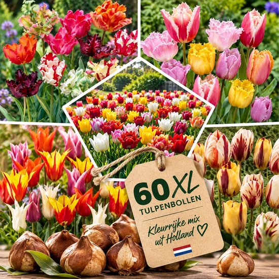 Collage van verschillende soorten kleurrijke tulpenbollen en bloeiende tulpen, met een kaart '60 XL tulpenbollen'.