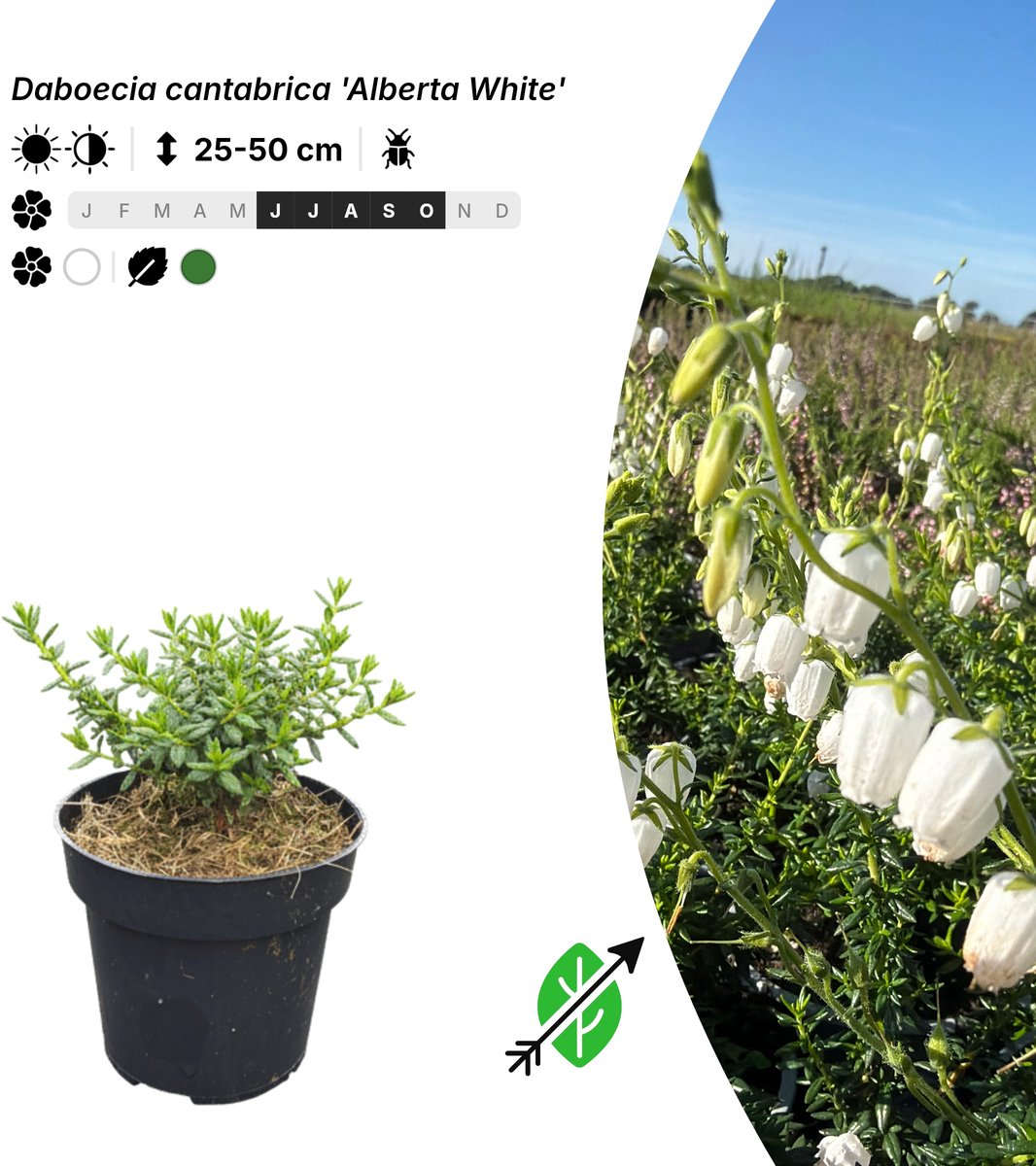 Singleplants - 20x Daboecia cantabrica 'Alberta White' - Pot P9,5 - bodembedekker - in bloeiperiode