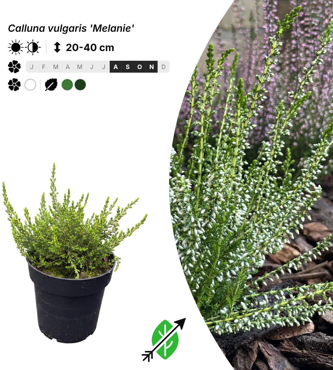 Singleplants - 20x Calluna vulgaris 'Melanie' - Pot P9,5 - bodembedekker - in bloeiperiode